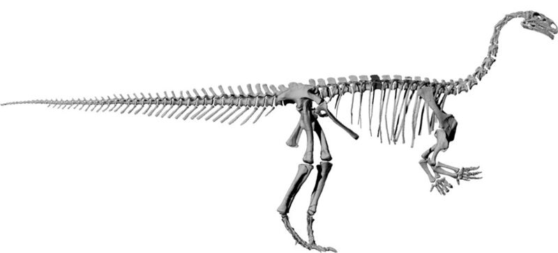 Skelettrekonstruktion eines Plateosaurus. (Bild: Radiology/Radiological Society of North America)
