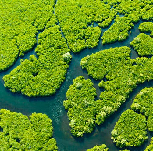 Island nations are noted for their particularly high-levels of biodiversity and endemic species. Island nations are noted for their particularly high-levels of biodiversity and endemic species.