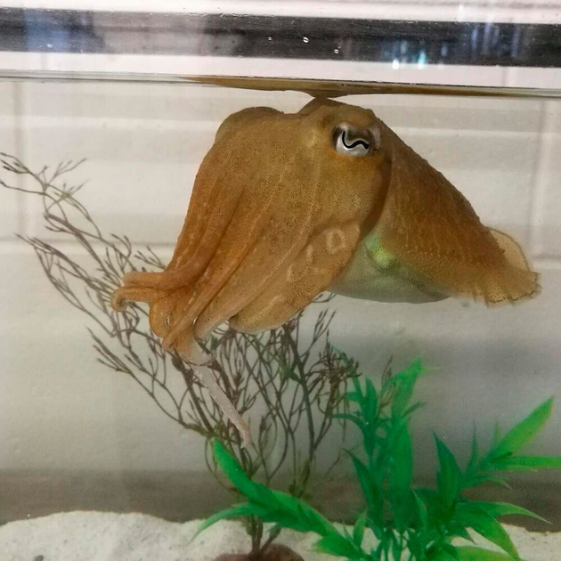 Smart Cuttlefish Pass the Marshmallow Test