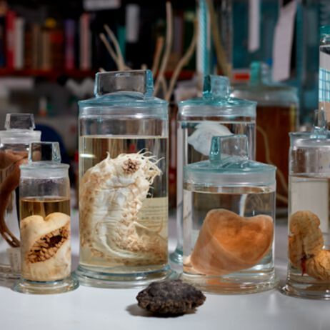 A selection of deep-sea specimens from the museum’s collection. 