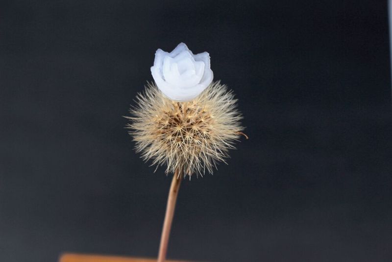 Eine aus Aerogel 3D-gedruckte Blüte wiegt nahezu nichts. (Bild: Empa)