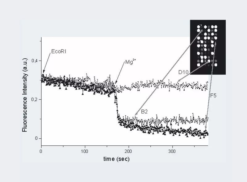 Abb.3: Kinetikstudie auf dem Chip
