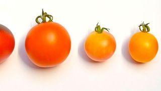 Moderne Tomatensorten, haben im Verlauf der Züchtung unter anderem an Geschmack verloren. (Symbolbild) (gemeinfrei)