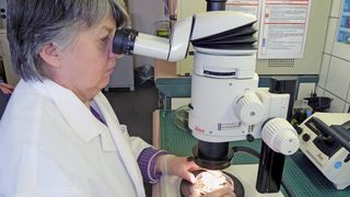 Abb.1: Roswitha Reinhardt begutachtet eine Probe unter dem Leica-MZ16-Stereomikroskop. Trägt die Pflanze einen Schädling, erstellt die Landwirtschaftlich-Technische Assistentin vom Pflanzenschutzdienst des Regierungspräsidiums Gießen Fotos und übermittelt den Befund an den zuständigen Pflanzenschutzdienst, der den Abnehmer entsprechend berät. (Bild: Claudia Moch)