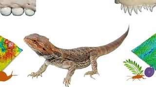 Mikroskopische Aufnahmen des Zahnschmelzes von Schuppenechsen (hier beispielhaft eine Bartagame) geben Aufschluss über deren Ernährungsgewohnheiten.  (Daniela E. Winkler, Michelle Aimée Oesch)