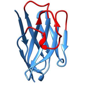 Dreidimensionale Struktur eines Nanobodies.