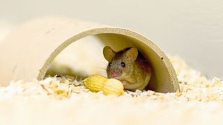 Ein nichtinvasiver Hormontest soll Labormäusen das Leben erleichtern. (Bettina Wernisch/Vetmeduni Vienna)