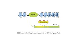 Die CTD in allen Wirbeltieren, einschliesslich des Menschen, ist aus 52 Heptad-Wiederholungen mit der Konsensussequenz Tyrosin-Serin-Prolin-Threonin-Serin-Prolin-Serin aufgebaut. Die Tyrosin-Reste in bestimmten Heptad-Wiederholungen werden für die Termination der Transkription benötigt. (Helmholtz Zentrum München)
