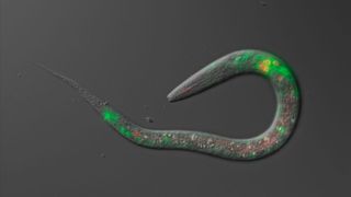 Nematode worm. This green fluorescent protein (GFP) image of a nematode highlights different subsets of neurons in different colors. The real size of a nematode is only 0.6 millimeter to 1 millimeter long.   (Source: ©2022 Hirofumi Kunitomo)