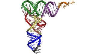 Molekularer Aufbau einer tRNA (Bildquelle: de.academic.ru) (Archiv: Vogel Business Media)