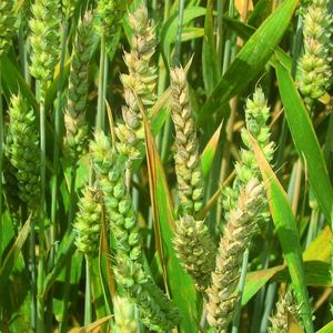 Abb. 2 Weizen nach Infektionen mit Fusarium-Spezies.