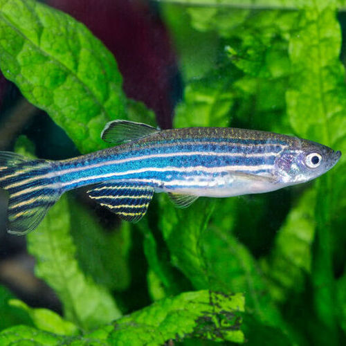 Zebrafish embryos, which develop outside the body of the parent, provided an ideal model for testing this hypothesis.