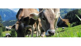 Abb.1: Die Digitalisierung ist auch in den Schweizer Alpen angekommen. Käsereien nutzen dort LIM-Systeme zur Organisation ihrer Laboraufträge. (Bild: Labeco)