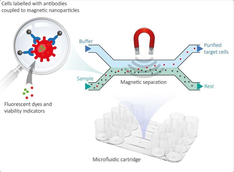Fig. 1: The bacterial target cells are purified and separated from the sample matrix in a microfluidic disposable cartridge by means of a magnetic field. (rqmicro)