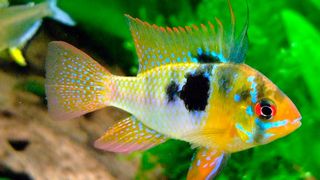 Schmetterlingsbuntbarsch im Aquarium: Die spezielle LED für das Aquarium reproduziert das Sonnenlicht und ist in vier verschiedenen Ausführungen erhältlich. (Bild: Pixabay)