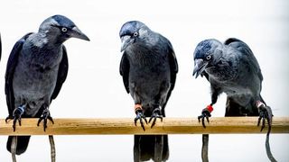 Krähenvögel sind zu erstaunlichen Gedächtnisleistungen imstande. In Verhaltensexperimenten erweisen sich die Vögel jedoch als exzentrische Versuchspartner. (© Damian Gorczany)