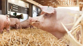 Eine denkbare Anwendung von Deep Learning wäre, im Rahmen eines Tierwohlmonitorings das Tierverhalten zu überwachen, um Stress frühzeitig zu erkennen. (Bild: Sacha Dauphin)