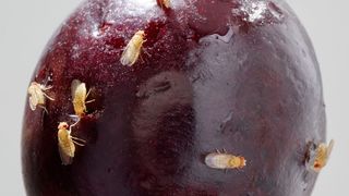 Essigfliegen (Drosophila melanogaster) auf einer überreifen Kirsche (Bild: Anna Schroll)