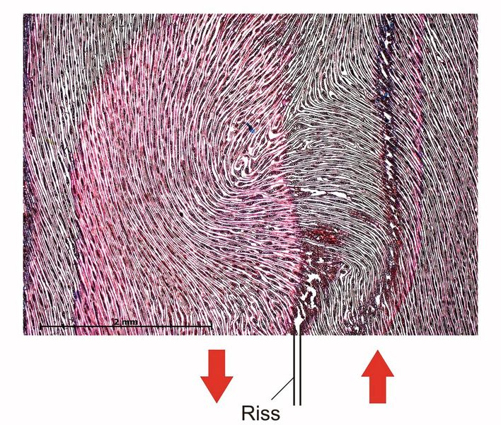 Abb. 3b: Ein mikroskopisches Holzpräparat, das einem anderen Baum entnommen wurde, zeigt die Verwirbelung der Holzfasern vor der Spitze eines Schubrisses [1, 2]. (Bild: Mattheck)