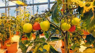 Tomatenanzucht zu Forschungszwecken im IPB-Gewächshaus (Bild: Bettina Hause, IPB)