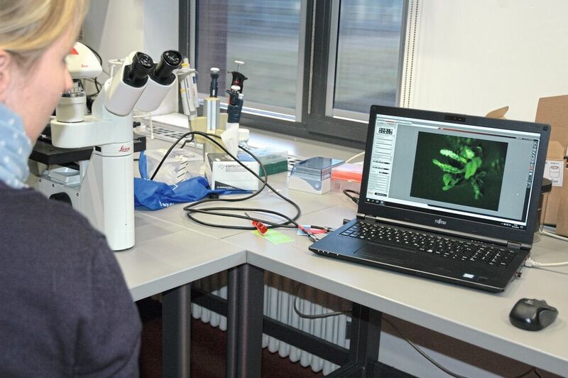 Fig. 4: Dr. Janina Metje-Sprink inspects transformed somatic soy embryos on the fluorescence microscope - made possible by a Cas9 GFP construct. (Ottleben / LABORPRAXIS)