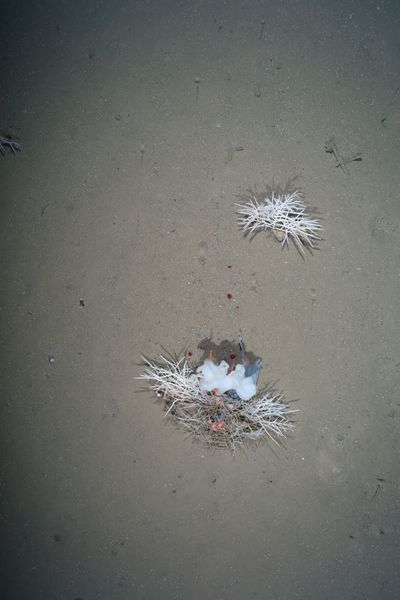 Plastikfetzen der sich in einem Schwamm (Cladorhiza cf. gelida) verfangen hat und mit Anemonen (Amphianthus sp.) besiedelt ist. Er wurde bei Kamera-Untersuchungen am Hausgarten-Observatorium sowohl in 2014 als auch 2016 in 2500m Wassertiefe erfasst. (Alfred-Wegener-Institut / Melanie Bergmann / OFOS)