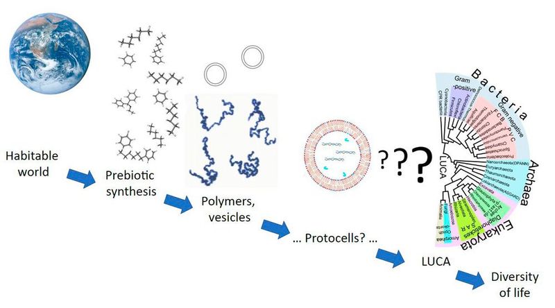 John Burdon Sanderson Haldane war in den 1920-er Jahren einer der Begründer der Populationsgenetik. Und obwohl er keinen akademischen Abschluss in dem Bereich hatte, lehrte er Biologie an der Universität von Cambridge und dem University College in London. Haldanes Artikel über die Abiogenese aus dem Jahr 1929 führte die 