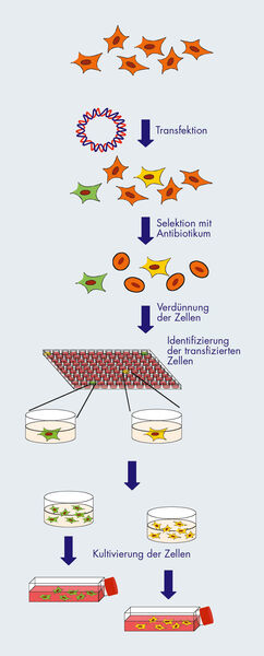Abb.2: Schema zur Generierung von stabilen Zelllinien. (Archiv: Vogel Business Media)