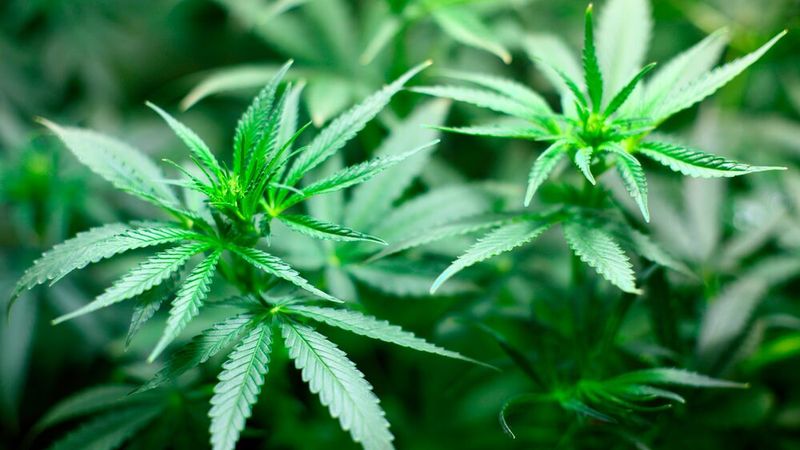 Findings suggest cannabis-related sleep disruptions may go unnoticed by users themselves(Source:  free licensed /  Pixabay)