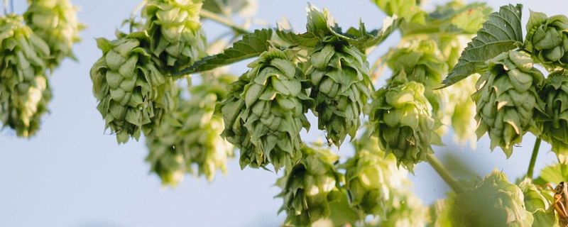 Hopfen ist durch den Klimawandel bedroht. Um gezielter neue und robuste Züchtungen zu erhalten, haben Forscher nun eine genetische Karte des Hopfens erstellt (Symbolbild).(Bild:  frei lizenziert (Meg MacDonald) / Unsplash)