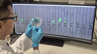 Fig. 1 : Une puce CellTrap avant l'image microscopique en direct des pièges. Chaque compartiment contient quelques cellules immunitaires et cancéreuses, dont l'interaction est suivie pendant plusieurs heures. (Bild: TUM)