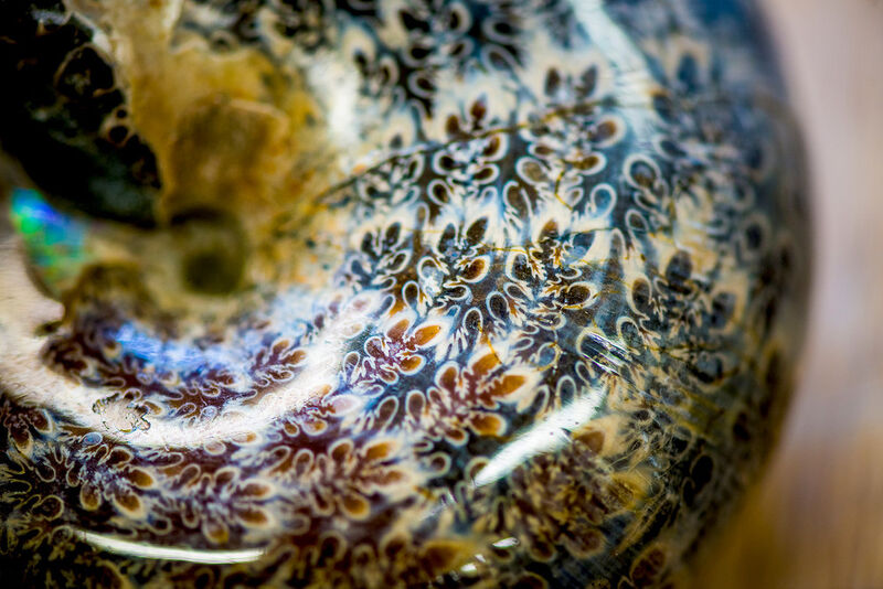 Versteinerter polierter Ammonit, der etwa 110 Millionen Jahre alt ist. Die blattähnlichen Linien zeichnen die komplexe Struktur der Kammerscheidewände nach. (Bild: © RUBIN, Damian Gorczany)