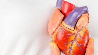 Zu viel Fett im Herz muss nicht unbedingt zum Problem werden, solange es „ordnungsgemäß“ gespeichert wird, um bei Bedarf als Energielieferant zu dienen.  (C:Ben Schonewille/stock.adobe.com)