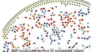 Schwarmintelligenz! Simulierte Miniroboter sortieren sich in der Nähe einer Wand. Die mit großem Bewegungsradius bleiben an der Wand „kleben“ und üben eine Kraft auf die Wand aus, während sich Roboter mit kleinem Bewegungsradius frei im Inneren bewegen können. (Bild: F. Siebers)