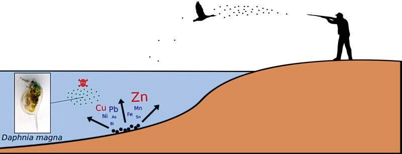Für die Studie wurden Schrotkugeln verschiedener Materialtypen in Wasser gegeben. Dabei zeigte sich zum einen, dass die Metallionenabgabe ins Wasser sehr unterschiedlich ist: Während Schrote aus Wolfram, Wismut und ein beschichteter Bleischrot fast keine Metallionen in die Wasserlösung abgaben, wurden für Schrote aus Kupfer und Zink bedenklich hohe Konzentrationen gemessen. (A. Göttlein/ TUM)
