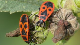 Die Europäische Feuerwanze Pyrrhocoris apterus ist häufig unter Lindenbäumen anzutreffen, da sie sich von Lindensamen ernährt. (Bild: Martin Kaltenpoth, MPI chem. Ökol.)