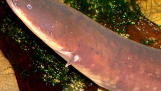 Der Electrophorus electricus, im Volksmund auch Zitteraal genannt, besitzt elektrische Organe, die nach Bedarf hohe Spannungen freisetzen können. Nach deren Vorbild möchten Forscher neue Stromversorgungen für moderne Elektronik entwickeln. (Electrophorus electricus 3.jpg / Stan Shebs / CC BY-SA 3.0)