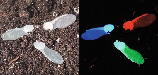 Die künstlichen Ahornsamen aus biologisch abbaubarem Material zeigen per Fluoreszenzsignal unterschiedliche Bodentemperaturen an.(Bild:  IIT)