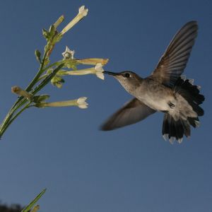 (Bild: Danny Kessler, MPI chem. Ökol.)