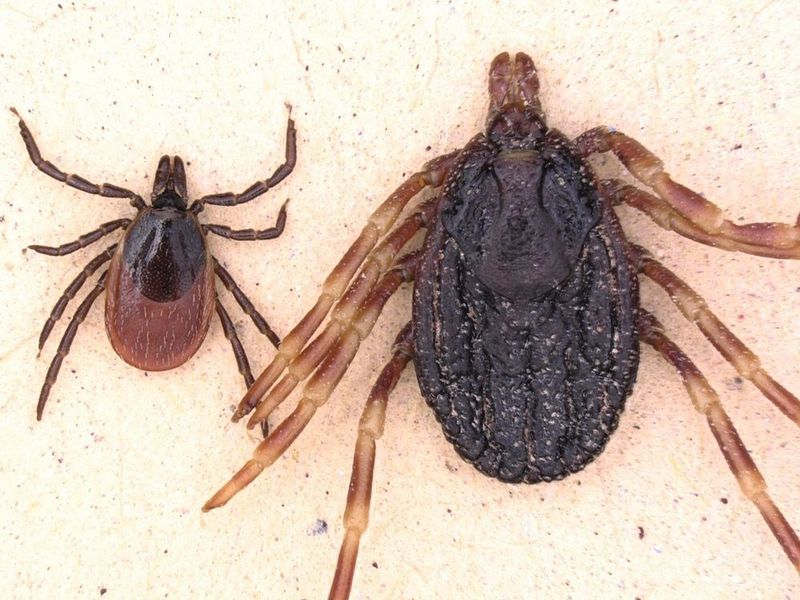 Hyalomma marginatum (r.) im Vergleich zum Gemeinen Holzbock. (IMB / Lidia Chitimia-Dobler)