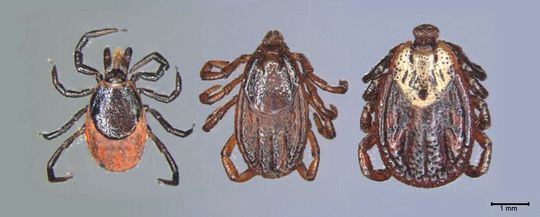 Verschiedene Zeckenarten: Links: gemeiner Holzbock (heimisch); Mitte: Braune Hundezecke; Rechts: Buntzecke (heimisch)(Bild:  Universität Hohenheim / Katrin Fachet)