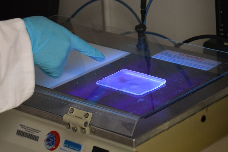 Ein Agarosegel mit DNA- Molekülen wird unter UV-Licht betrachtet. (Bild: Tebke Böschen/Uni Kiel)