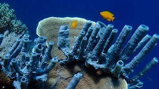 Steinkorallen sind die Baumeister der gewaltigen tropischen Riffe in den Ozeanen. Auch Barsche und Schwämme sind Bewohner des Riffs. (Universität Oldenburg/Peter Schupp)