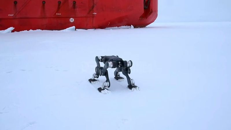 Mission im Eismeer: Ein vierbeiniger Roboter Deep Robotics Lynx S10 manövriert auf dem Packeis im Polarmeer und verlässt den Forschungs-Eisbrecher.(Bild:  Deep Robotics)