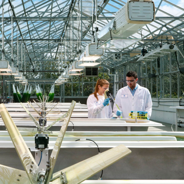 Exxon Mobil Targets 10,000 Barrels Per Day of Algae ...