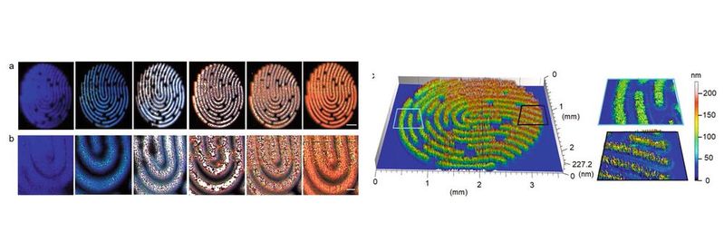 Sechs unterschiedliche künstliche Fingerabdruckmuster, versehen mit verschiedenen Eigenschaften, um individuelle Fluoreszenz und Topographie sichtbar zu machen. Die Syntheseparameter wurden aus der Nanofilm-Bibliothek abgeleitet. Sechs unterschiedliche künstliche Fingerabdruckmuster, versehen mit verschiedenen Eigenschaften, um individuelle Fluoreszenz und Topographie sichtbar zu machen. Die Syntheseparameter wurden aus der Nanofilm-Bibliothek abgeleitet.