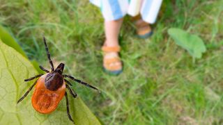 Zecken gelangen meist durch Abstreifen von Grashalmen oder Unterholz auf den Körper ihrer Wirte. Dort wandert die Zecke meist eine Zeit lang umher, um eine passende, geschützte Stichstelle zu finden. Nach einem Stich werden FSME-Viren innerhlab kurzer Zeit übertragen, während dies z.B. bei Borrelien bis zu ein bis zwei Tage dauern kann. (Symbolbild) (Bild: KPixMining - stock.adobe.com)