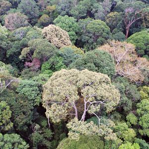 Massenblühen: Sicht auf die Baumkronen im Lambir Hills National Park in Borneo (Malaysia)