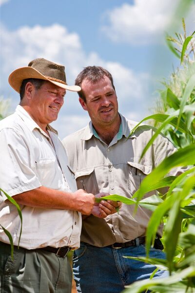Corn field in South Africa: Curtis Troubert, Bayer sales manager in dialogue with the farmer Stefan Ferreira (from left to right) (Picture: Bayer CropSCience)