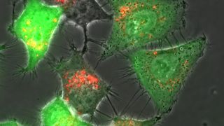 Das K2 Transfection System soll Abwehrmaßnahmen des angeborenen Immunsystems im Rahmen der Transfektion reduzieren. (Bild: Biontex Laboratories)